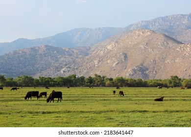 California, USA - Cattle Ranch In Kern County. American Agriculture.