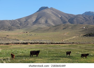 California, USA - Cattle Ranch In Kern County. American Agriculture.