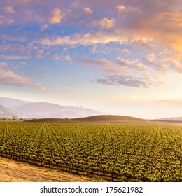 California Vines Vineyard Field At Sunset In US