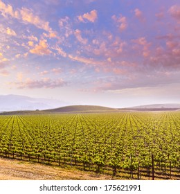 California Vines Vineyard Field At Sunset In US