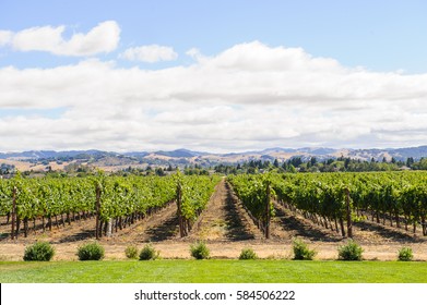 California Vineyard