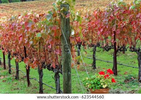 California Vineyard in Fall