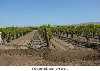 A California Vineyard In Spring Is Nestled In The Sierra Nevada Foothills