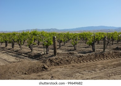 A California Vineyard In Spring Is Nestled In The Sierra Nevada Foothills