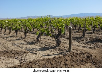 A California Vineyard In Spring Is Nestled In The Sierra Nevada Foothills