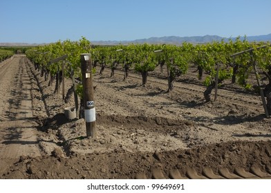 A California Vineyard In Spring Is Nestled In The Sierra Nevada Foothills