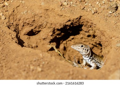 California Whiptail Lizard Peeking Through Burrow. Rancho San Antonio Preserve, Santa Clara County, California, USA.