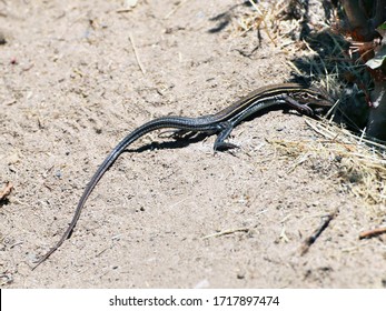 A California whiptail lizard suns itself while being ready to scurry into the underbrush.