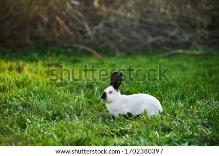 California white breed of domestic rabbit. Rabbit sits in green grass outdoor. Easter greetings - Easter bunny rabbit sitting in green grass