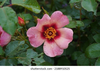 California Wild rose in the warm summer sun