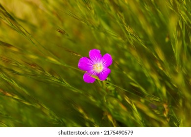 California Wildflower Blooming In Spring