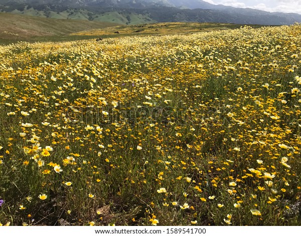 California wildflower fields wild rangelands\
Near Morgan hill\
California