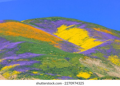 
				California wildflower super bloom in Carrizo Plain National Monument - one of the best place to see wildflowers 