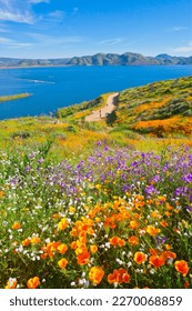 California wildflower super bloom at Diamond Valley Lake in Riverside County, one of the best place to see poppies, lupines and other colorful wildflowers - Shutterstock ID 2270068859