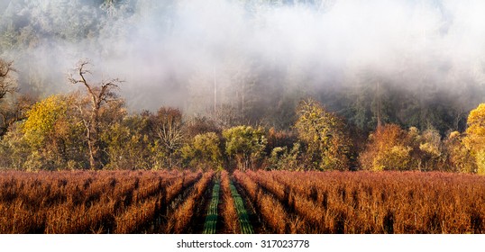 California Wine Country Vineyard Landscape In Winter With Fog Drifting Over The Rows Of Grape Vines. Location: Sonoma County Wine Region