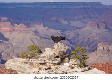 Californian condor birds spreading wings and perching on edge of rock cliff and overlooking South Rim, Grand Canyon National Park, Arizona, USA. Spreading wings, ready to fly. Freedom in wilderness
