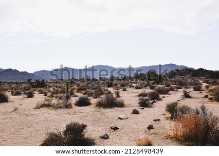 Californian desert, Joshua tree National Park view with mountains in the background.