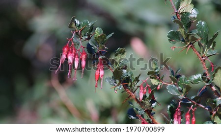 Californian fuchsia branch close up