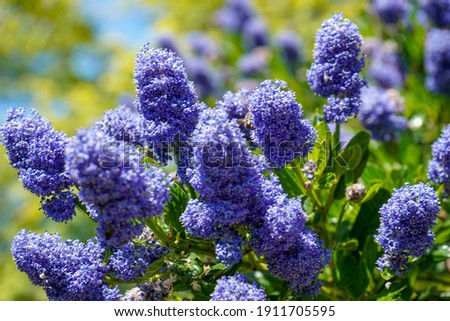 Californian Lilac flowering in the spring 