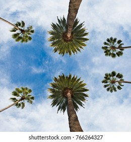 Californian palm against blue sky in Beverley Hills in Los Angeles