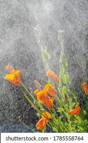 Californian Poppy Flowers During Drizzle Rain On Sunny Day.