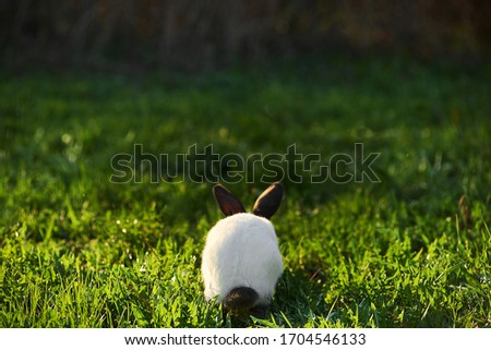 Similar – belier breed Bunny freely in the field