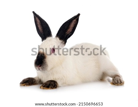 Californian rabbit in front of white background