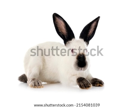 Californian rabbit in front of white background