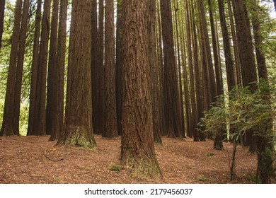 Californian Redwood Forest, Victoria Australia