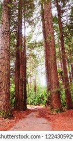 Californian Redwood Trees In New Plymouth,  NZ