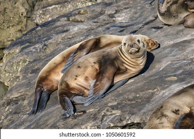 Californian Sea Lion