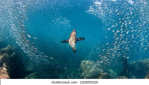 Californian Sea Lion Hunting Bait Fish, Sea Of Cortes, Mexico.