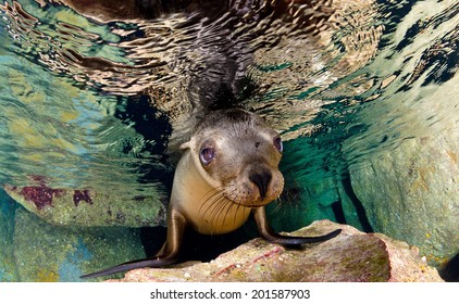 A Californian Sea Lion Of Mexico's Baja California