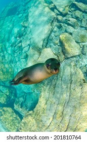 A Californian Sea Lion Of Mexico's Baja California