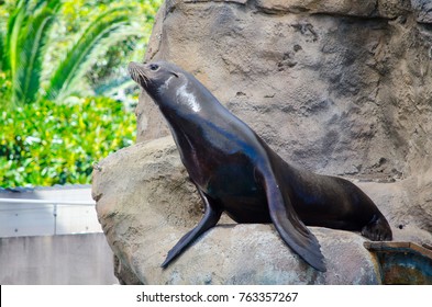 Californian Sea Lion Show Sitting On The Rock.