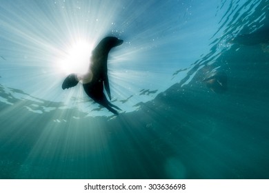 Californian sea lion silhouette underwater