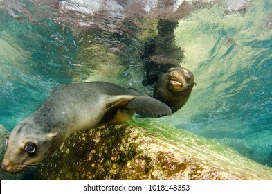 Californian sea lion (Zalophus californianus) swimming and playing in the reefs of los islotes in Espiritu Santo island at La paz,. Baja California Sur,Mexico.

 - Shutterstock ID 1018148353