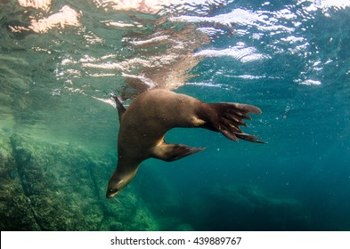 Californian sea lion (Zalophus californianus) swimming and playing in the reefs of los islotes in Espiritu Santo island at La paz,The world's aquarium. Baja California Sur,Mexico.
 - Shutterstock ID 439889767