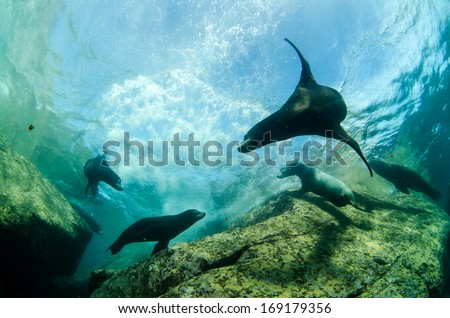 Californian sea lion (Zalophus californianus) swimming and playing in the reefs of Cabo Pulmo National Park, Cousteau once named it The world's aquarium. Baja California Sur,Mexico.

