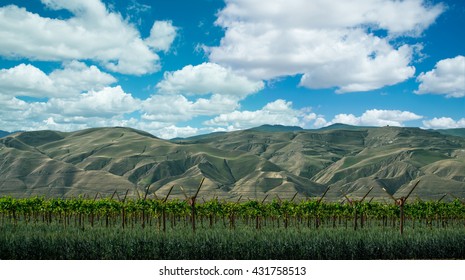 California's Beautiful Central Valley Vineyards