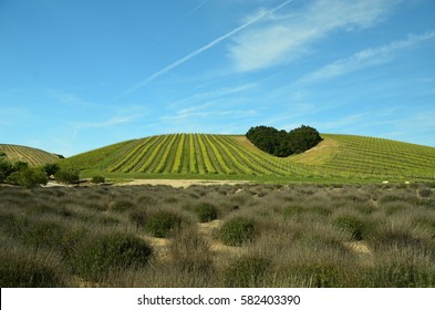 California's Central Coast Wine Country