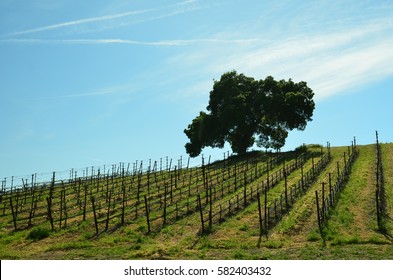 California's Central Coast Wine Country