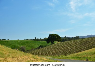 California's Central Coast Wine Country