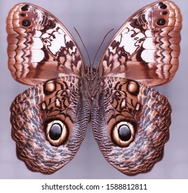 Bộ sưu tập cánh vẩy 6 - Page 2 Caligo-martia-butterfly-ventral-macro-260nw-1588812811