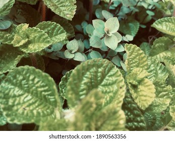 Calisia And Swedish Ivy A Ground Cover Ornamental Plant