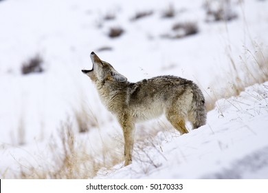 "Call of the Coyote" - Its mating season for coyotes in Yellowstone National Park and this coyote is howling for a mate.