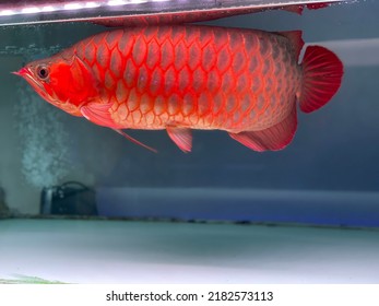 Its call red dragon ( arowana fish )