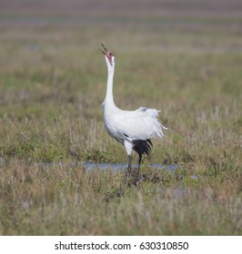 Call Of The Whooper - A Whooping Crane Squawks Its Loud, Bugle Call To Family Members.