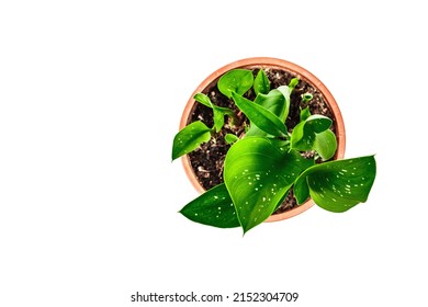 Calla Black Magic in a plant pot isolated on white background. Herbaceous perennial tuberous flowering plant, indoor gardening, top view
