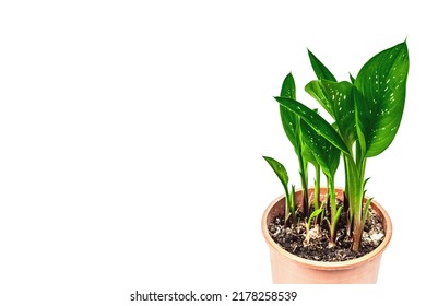 Calla Black Magic in a plant pot isolated on white background. Herbaceous perennial tuberous flowering plant, indoor gardening